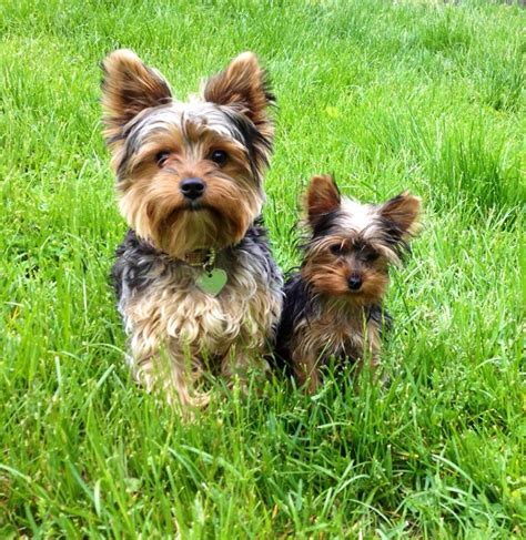 Toy Yorkie Vs Teacup Yorkie