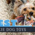 Toys For Yorkie Dogs