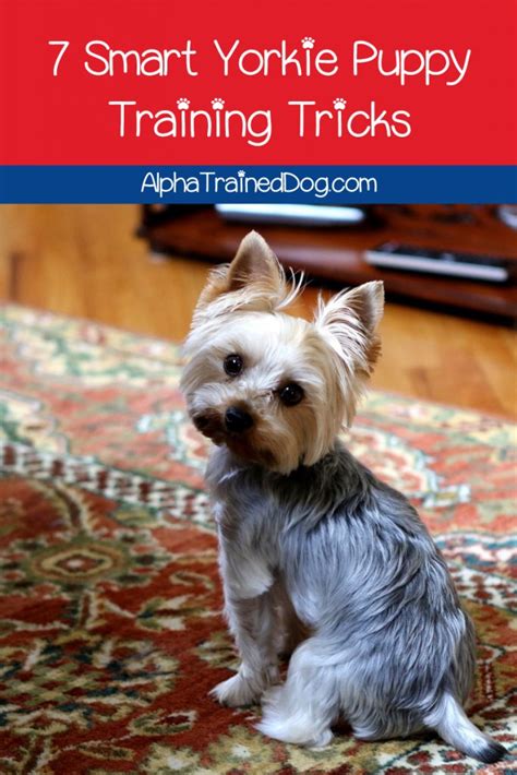 Training Smart: Using Your Yorkie’s Natural Instincts