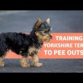 Training Yorkie To Pee Outside