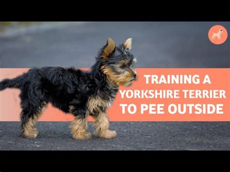 Training Yorkie To Pee Outside