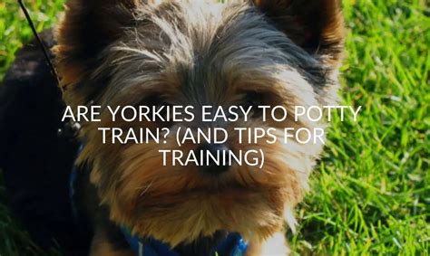 Training Yorkies To Potty Train