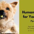 Travel Food Guide for Yorkies