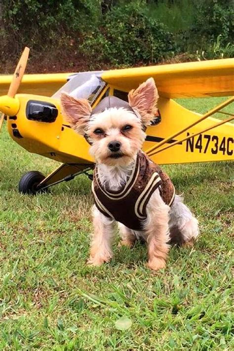 Traveling with Yorkies