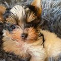 Tri Color Parti Yorkie