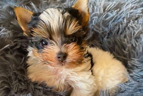 Tri Color Parti Yorkie