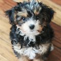 Tri Color Yorkie Poo