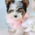 Tri Colour Yorkshire Terriers