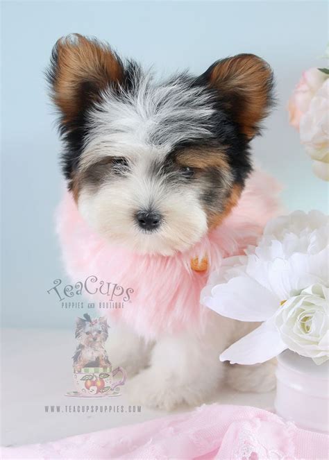 Tri Colour Yorkshire Terriers