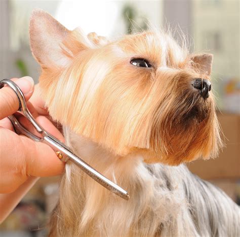 Trimming A Yorkie’s Hair