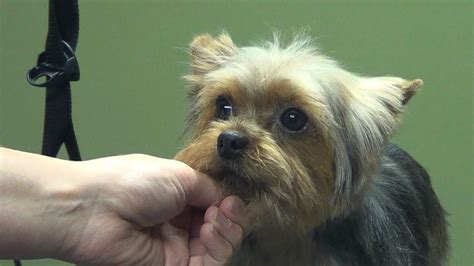 Trimming a Yorkie