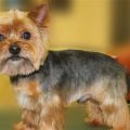 Types Of Yorkie Haircuts