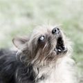 Understanding Yorkie Barking Patterns