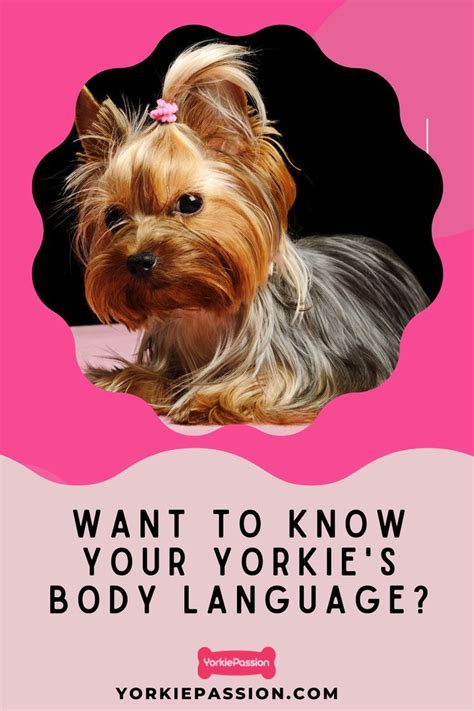 Understanding Yorkie Body Language