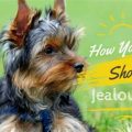 Understanding Yorkie Jealousy Signs