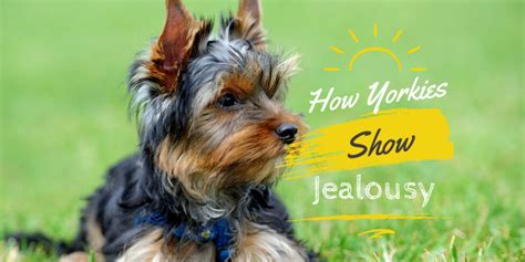 Understanding Yorkie Jealousy Signs