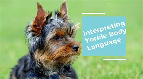 Understanding Your Yorkie’s Body Language