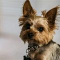 Understanding the Personality Traits of Yorkies