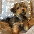 Weenie Dog Yorkie Mix