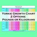 Weight Chart For Yorkies