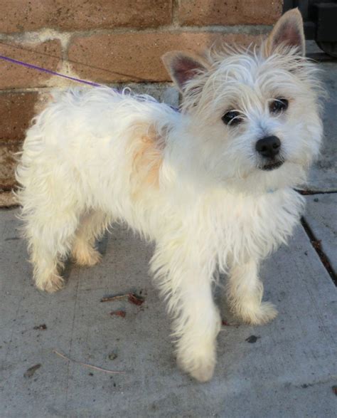 West Highland Terrier Mixed With Yorkie