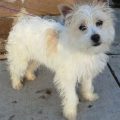 West Highland White Terrier Yorkie Mix