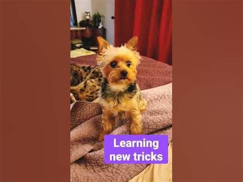 What Are Yorkies’ Learning Strengths?