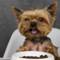 What Can Yorkshire Terriers Eat?