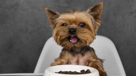 What Can Yorkshire Terriers Eat?