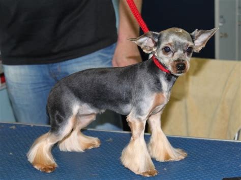 What Does A Shaved Yorkie Look Like