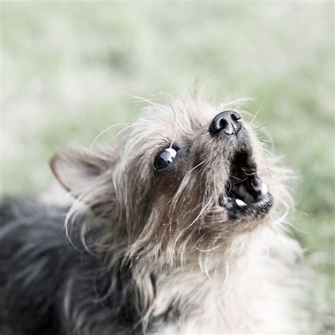 What Does Your Yorkie’s Bark Mean?