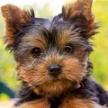 What Makes Yorkies Unique Pets?