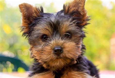 What Makes Yorkies Unique Pets?