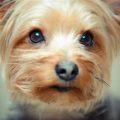 What Makes Yorkshire Terriers So Affectionate?