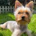 What Yorkshire Terriers Need on Hot Summer Days