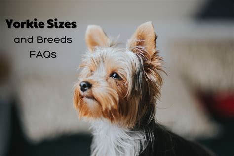 What You Didn’t Know About Yorkshire Terriers’ Size