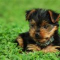 What Your Yorkie’s Barks Mean