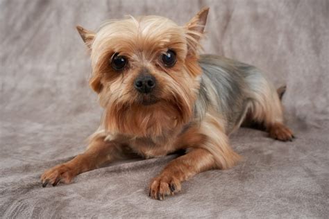 What age do Yorkies mature?