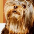 What to Avoid With Yorkshire Terriers in Summer