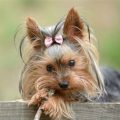 What were Yorkies bred for?