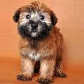 Wheaten Terrier Yorkie Mix