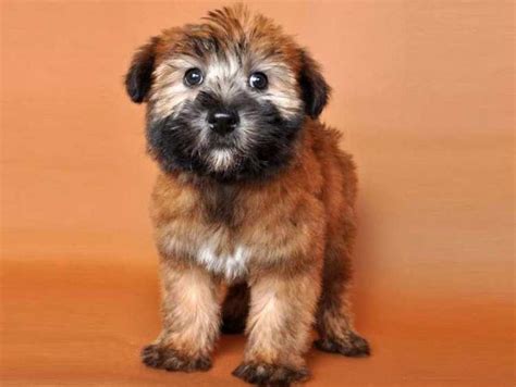 Wheaten Terrier Yorkie Mix