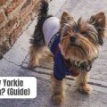 When Are Yorkies Fully Grown