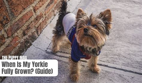 When Are Yorkies Fully Grown