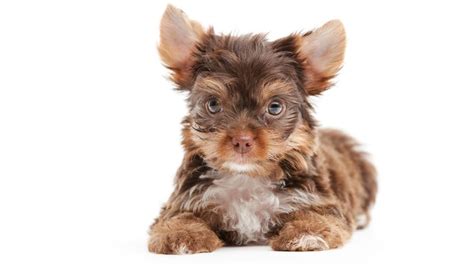 When Do Yorkie Puppies Stop Growing