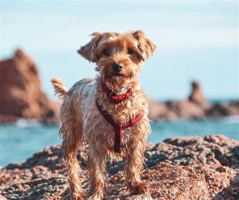 When Do Yorkies Go Into Heat