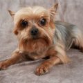 When Do Yorkies Mature Age Guide For Owners Everything You Need To Know