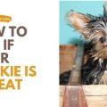 When Do Yorkshire Terriers Go Into Heat