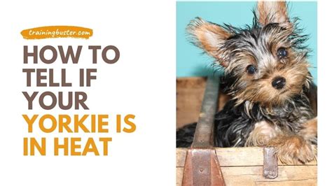 When Do Yorkshire Terriers Go Into Heat