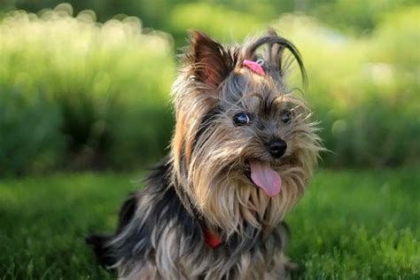 When do Yorkies stop growing?